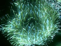 Photo: Living Reef Images